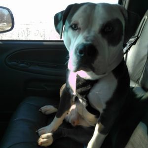 Meet your Posher, Joshua